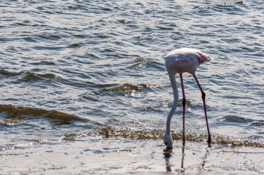 Walvis Körfezi'nde bir Flamengo Closeup