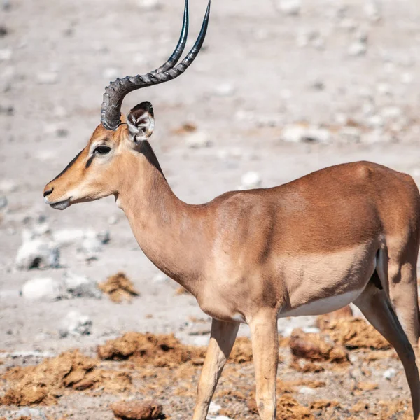 Impalas in Etosha National Park — Stockfoto