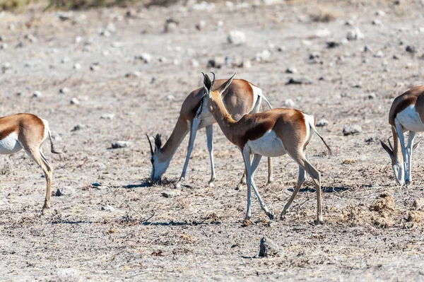 Impalas- Etosha Ulusal Parkı — Stok fotoğraf