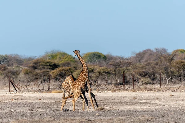 Zwei männliche angolanische Giraffen im Kampf — Stockfoto