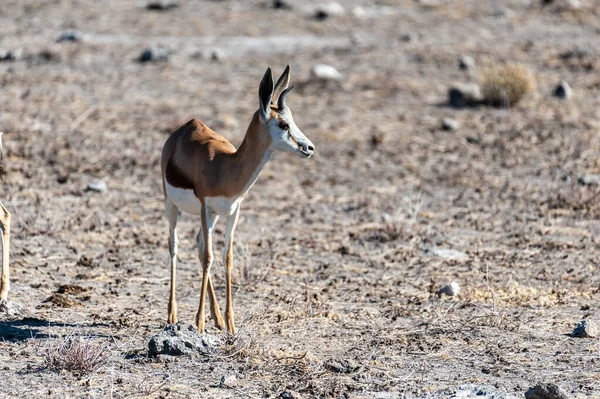 Impalas az Etosha nemzeti parkban — Stock Fotó