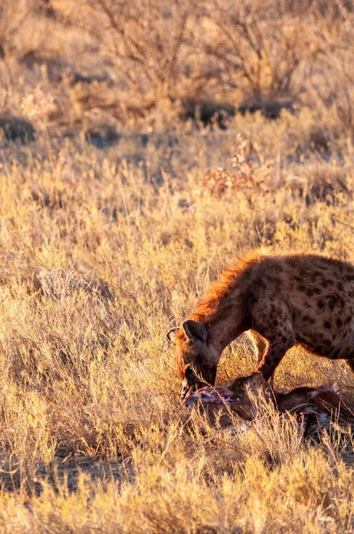 Fläckig hyena med bytesdjur — Stockfoto