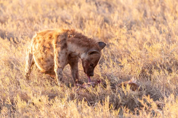 Gefleckte Hyäne mit Beute — Stockfoto