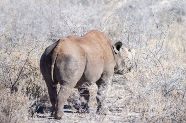 Siyah Gergedan Bir ağacın altında Tarama.