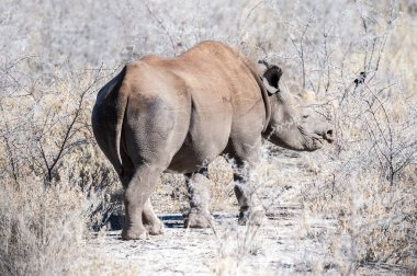 Siyah Gergedan Bir ağacın altında Tarama.