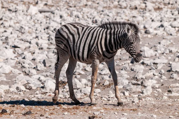 Zèbres dans le parc national d'Etosha . — Photo