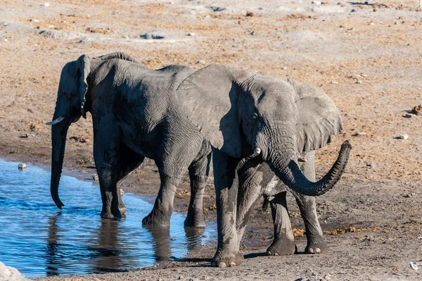 Zwei männliche Elefanten trinken aus einem Wasserloch. — Stockfoto