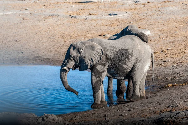 Two Male Elephants Drinking from a water hole. — Stock Photo, Image