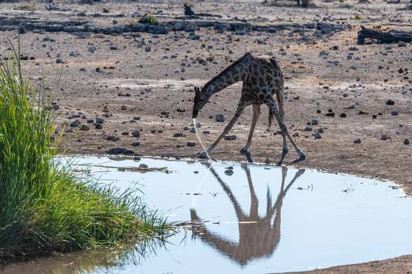 Giraffe nel Parco Nazionale di Etosha — Foto Stock