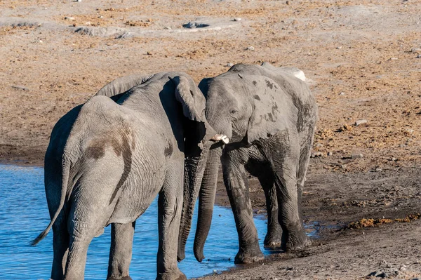 Twee mannelijke Afrikaanse olifanten die elkaar uitdagen — Stockfoto