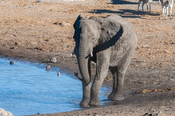 Een grote Afrikaanse olifant loopt voor een waterput — Stockfoto