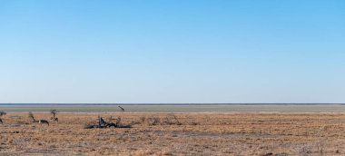 Zürafalar etkin Milli Parkı'nda