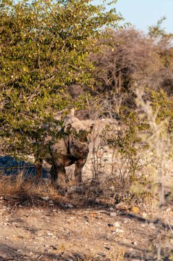 Siyah bir gergedan Etosha çalılarına bakıyor.