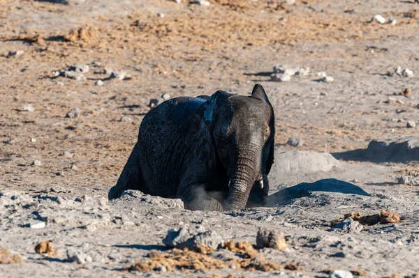 Un elefante africano che si rotola nella terra . — Foto Stock