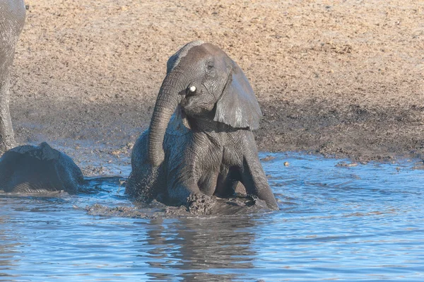 Un jeune éléphant africain se baignant dans un trou d'eau — Photo