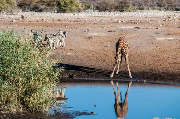 Καμηλοπαρδάλεις στο Εθνικό Πάρκο Etosha — Φωτογραφία Αρχείου