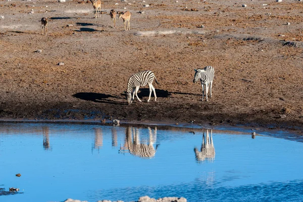 Giraffen und Impalas in der Nähe eines Wasserlochs — Stockfoto