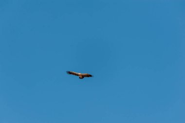 Etosha üzerinde uçuş beyaz başlı akbaba