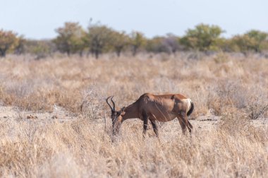 hartebeest içinde etosha milli parkı