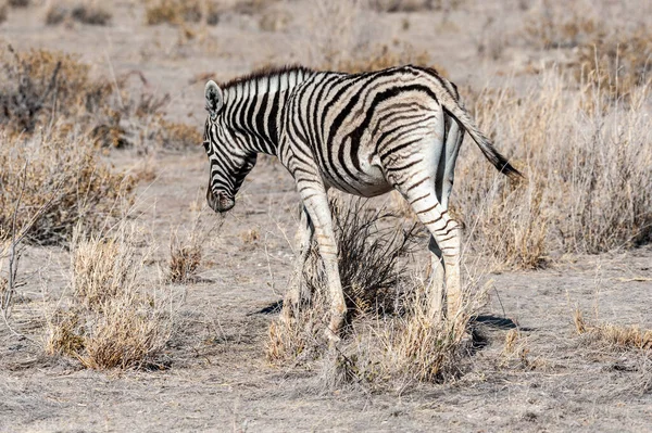 Burchell zentia - equus quagga burchelli- etosha 평야에서 풀을 뜯는 얼룩말 — 스톡 사진