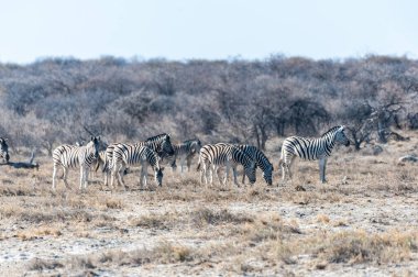 Etosha'da bir grup Zebra
