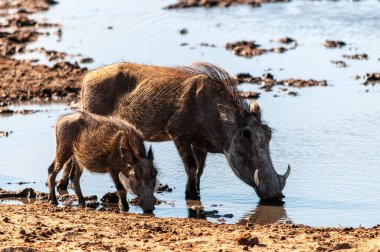 Etosha Milli Parkı 'ndaki Yaban domuzları