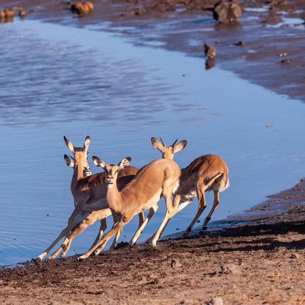 Impalas inquietos cerca de un pozo de agua —  Fotos de Stock