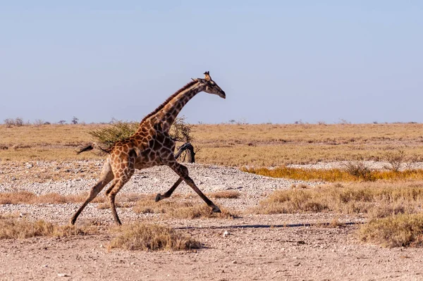 Jirafa Galopante en Namibia — Foto de Stock