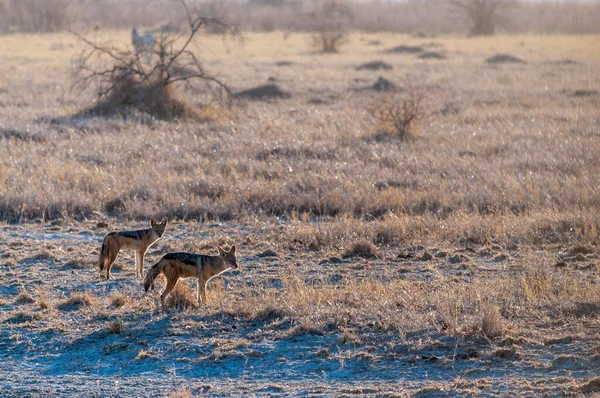 Dois Chacal de caça em Etosha — Fotografia de Stock