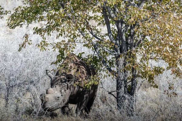 Spitzmaulnashorn stöbert unter einem Baum. — Stockfoto