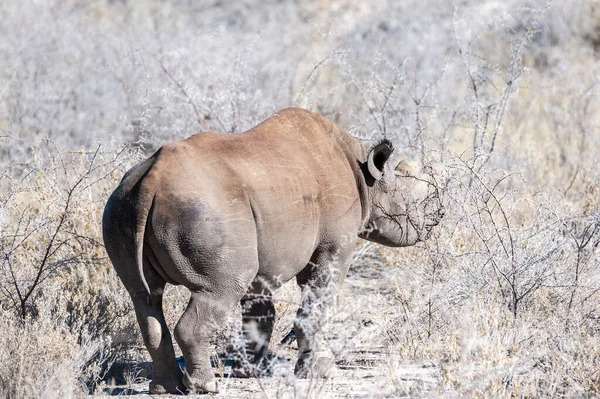 Czarne Rhinoceros przeglądanie pod drzewem. — Zdjęcie stockowe