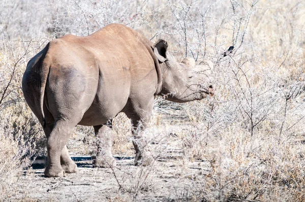 Spitzmaulnashorn stöbert unter einem Baum. — Stockfoto