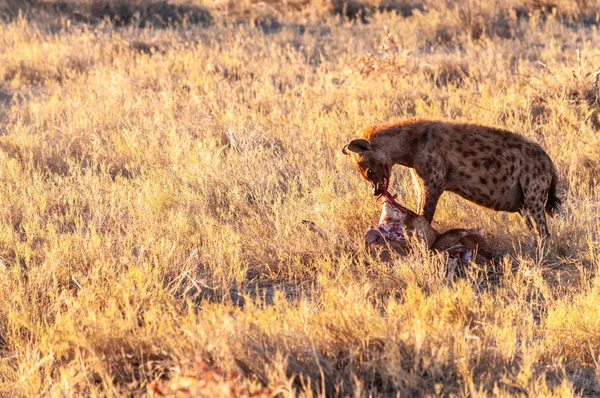 Spotted Hyena with Prey — Stock Photo, Image