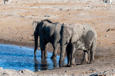 İki Erkek Fil Bir Su Deliğinden İçme.