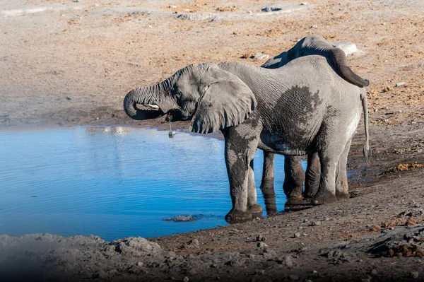 Dos elefantes machos bebiendo de un pozo de agua . — Foto de Stock