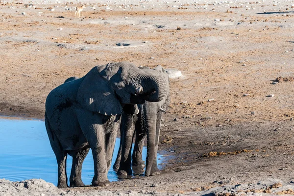 Dwóch męskich słoni walczą ze sobą — Zdjęcie stockowe