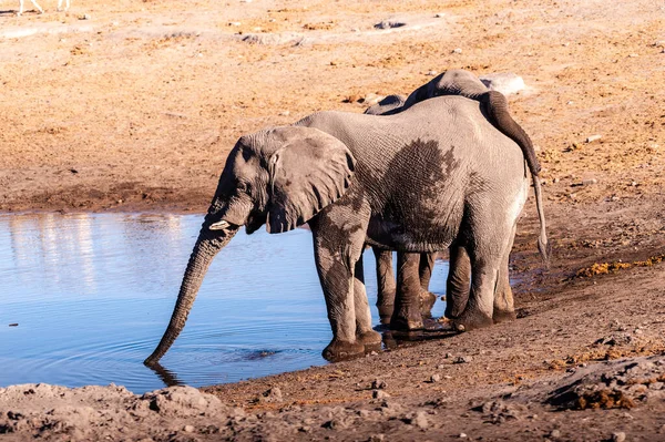 Dos elefantes machos bebiendo de un pozo de agua . — Foto de Stock