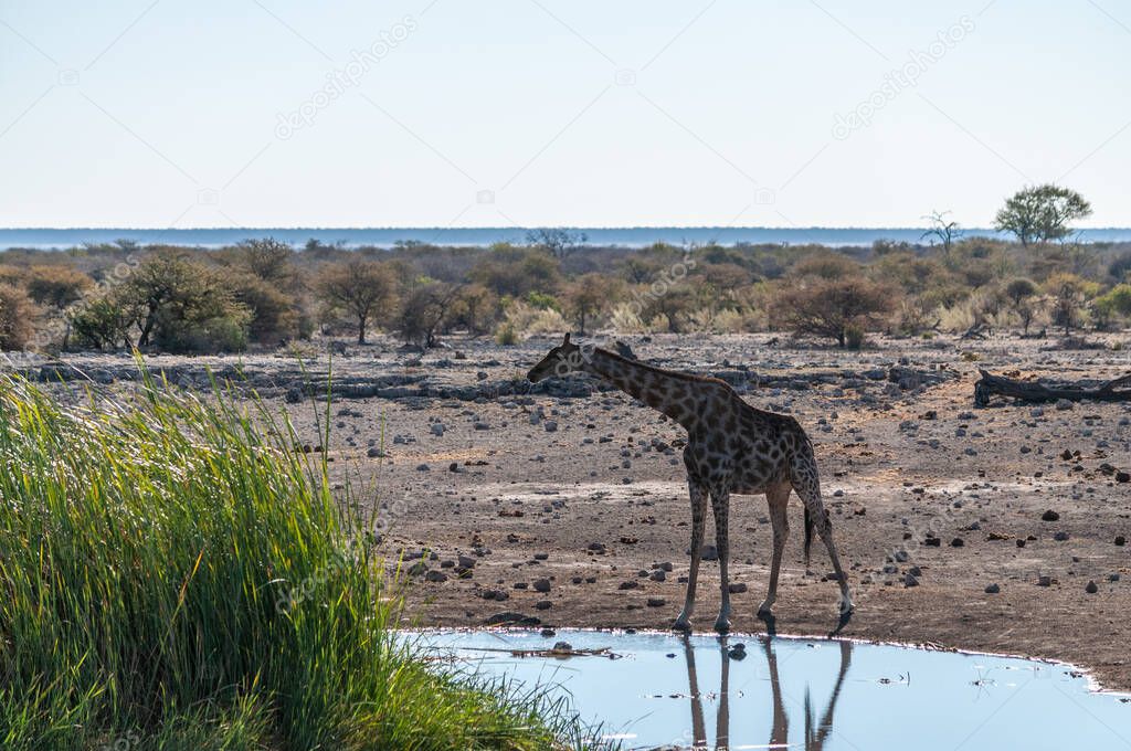 Giraffes in Etosha National Park