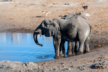İki Erkek Fil Bir Su Deliğinden İçme.