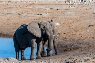 İki Erkek Fil Birbirleriyle Savaşıyor