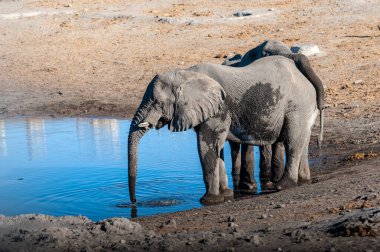 İki Erkek Fil Bir Su Deliğinden İçme.