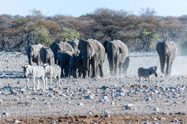 Stado słoni afrykańskich zbliżające się do wodopoju w Etosha — Zdjęcie stockowe