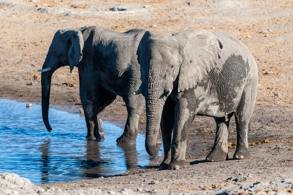 Twee mannelijke olifanten drinken uit een Waterhole. — Stockfoto