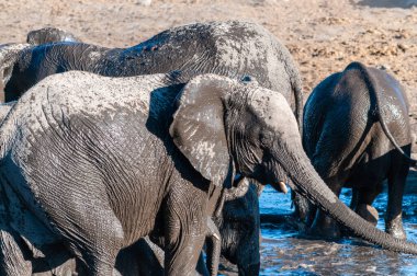 Bir Su Birikintisi'nde Yıkanan ve İçen Afrika Filleri Sürüsünün Yakın Çekim