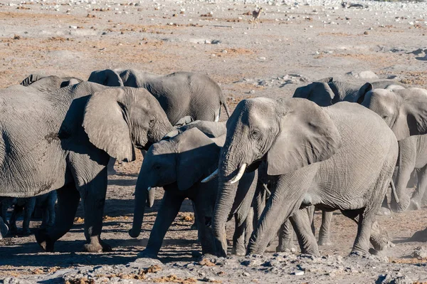 Primer plano de una manada de elefantes africanos bañándose y bebiendo en un pozo de agua —  Fotos de Stock