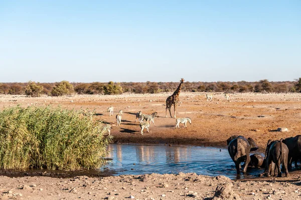 Αφρικανικά ζώα κρέμονται γύρω από ένα νερόλακκο στο Εθνικό Πάρκο Ετόσα — Φωτογραφία Αρχείου