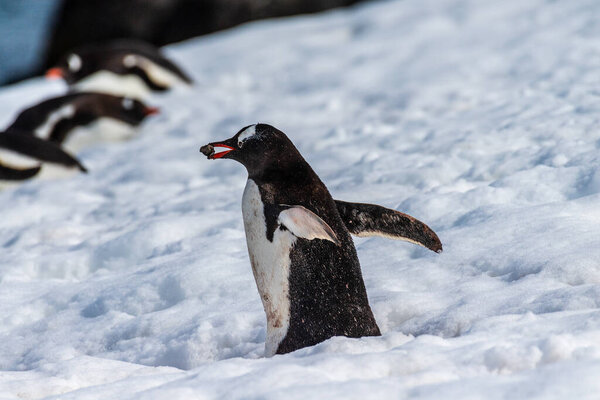 Close-up of a Gentoo Penguin -Pygoscelis papua- walking in a snowy landscape of Trinity Island, on the Antarctic Peninsula
