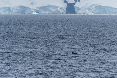 Katil balina Orcinus Orca 'nın yakın çekimi, Anvers Adası yakınlarındaki Antarktika yarımadasının sularında yüzüyor..