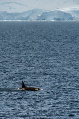 Katil balina Orcinus Orca 'nın yakın çekimi, Anvers Adası yakınlarındaki Antarktika yarımadasının sularında yüzüyor..