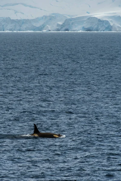 Katil balina Orcinus Orca 'nın yakın çekimi, Anvers Adası yakınlarındaki Antarktika yarımadasının sularında yüzüyor..
